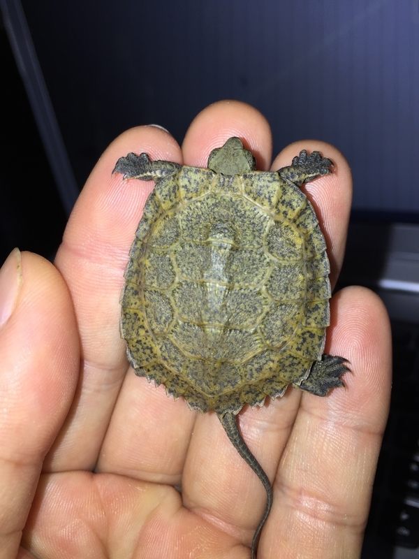 f:id:kameroch:20190504154924j:plain f:id:kameroch:20190504154924j:plain