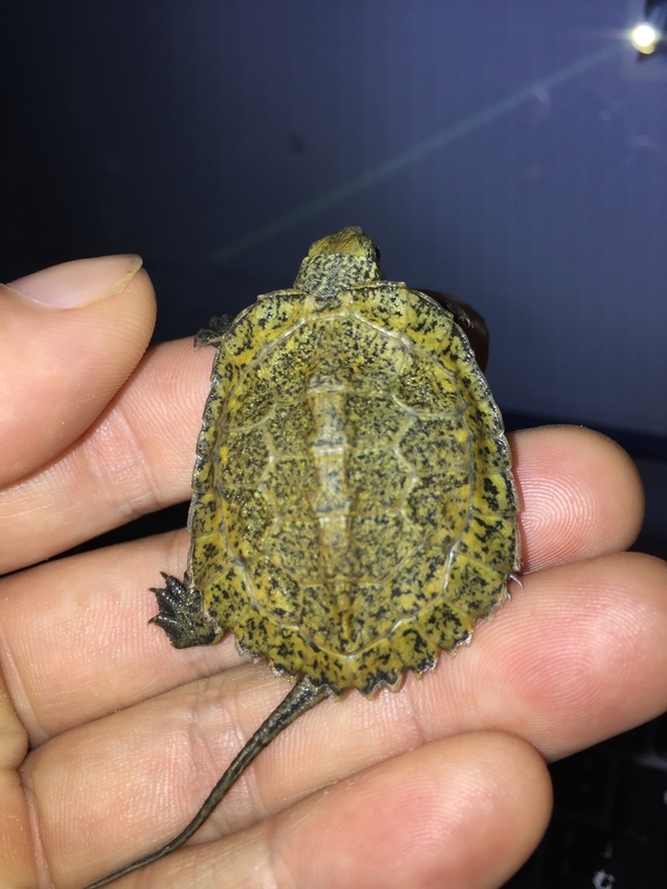 f:id:kameroch:20190504154933j:plain f:id:kameroch:20190504154933j:plain