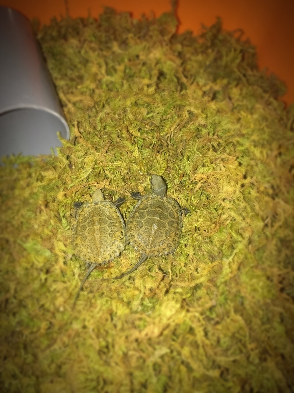 f:id:kameroch:20190505204638j:plain f:id:kameroch:20190505204638j:plain