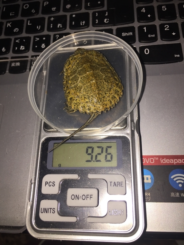 f:id:kameroch:20190505204655j:plain f:id:kameroch:20190505204655j:plain