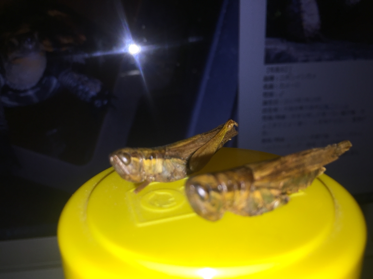 f:id:kameroch:20191024152221j:plain