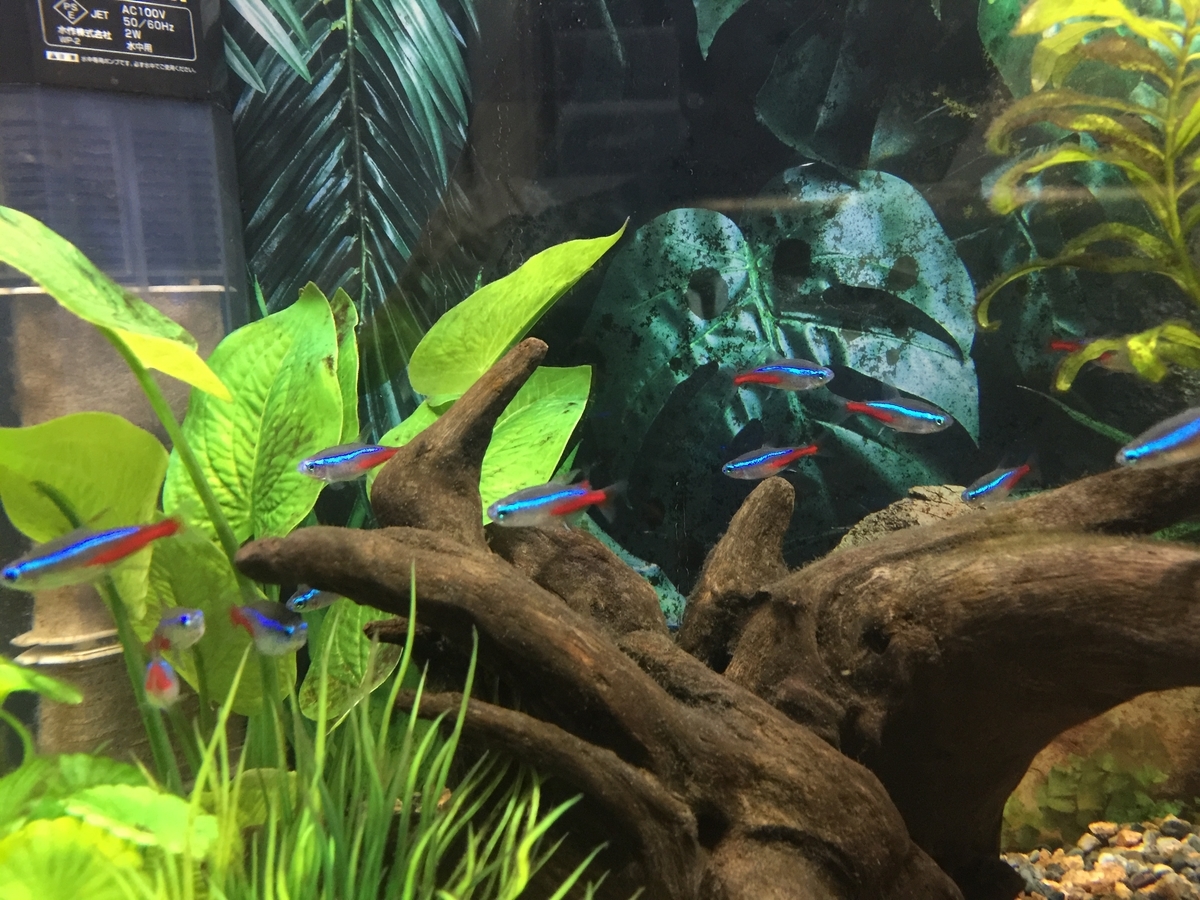 魚メンバー イシガメは悩ましい 魚メンバー イシガメは悩ましい