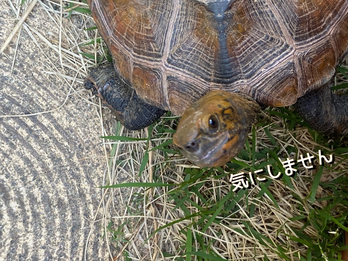 f:id:kameroch:20210624020546j:plain