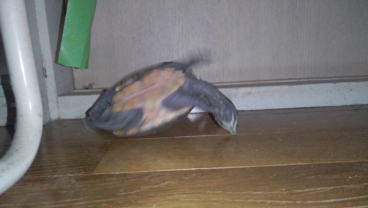 f:id:kametanbo:20200205220103j:plain