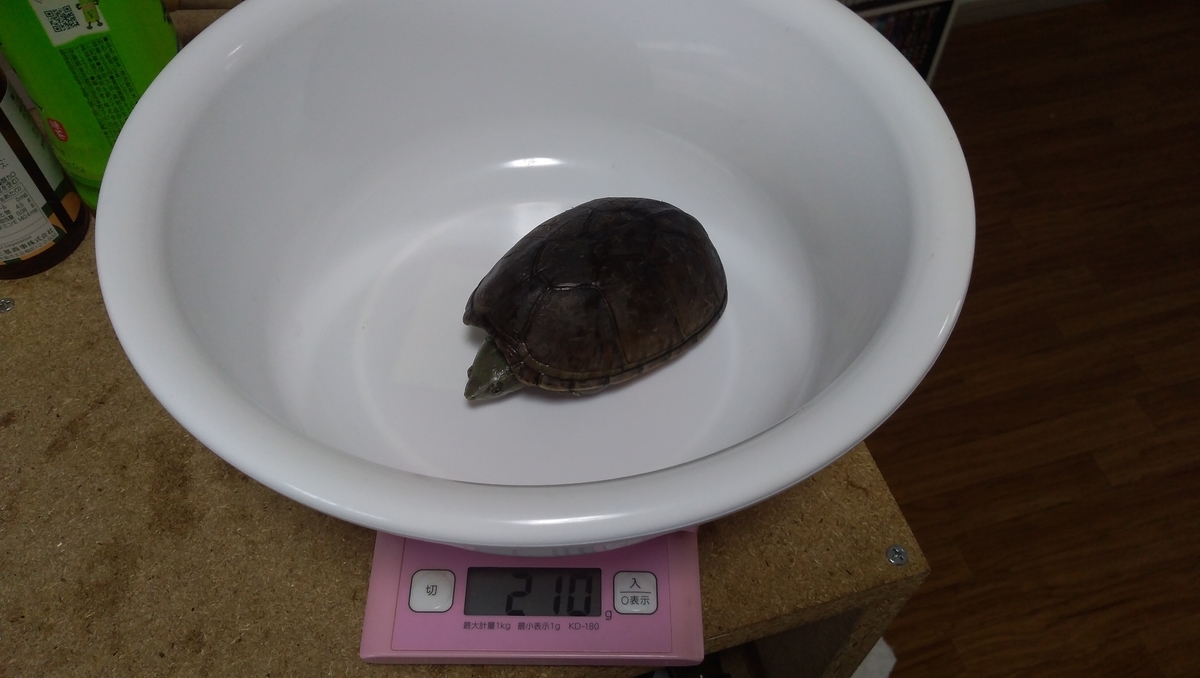 f:id:kametanbo:20200509220551j:plain