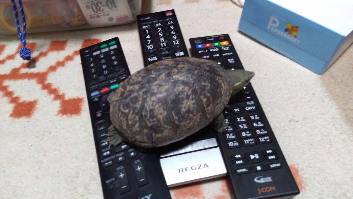 f:id:kametanbo:20200509220813j:plain