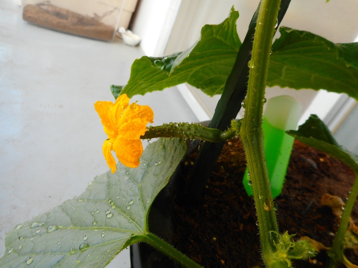f:id:kametomedakatokabutomusi:20190528202811j:plain f:id:kametomedakatokabutomusi:20190528202811j:plain