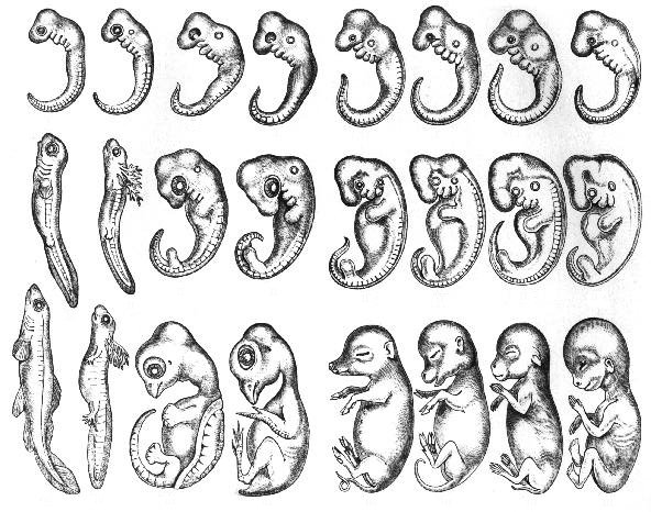 反復説って覚えてる 猫も鳥も魚も 脊椎動物が同じように胚発生する理由が少し解明された話 かめ うさぎ かめうさ