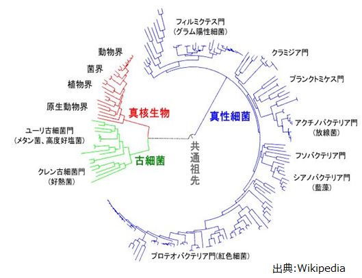 反復説 Recapitulation theory JapaneseClass.jp