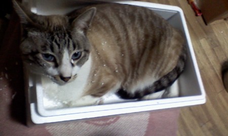 f:id:kamezo:20110415231953j:image f:id:kamezo:20110415231953j:image