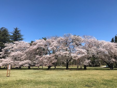 サクラ