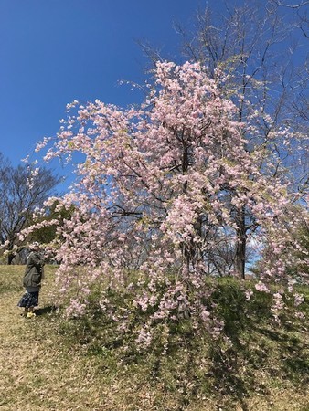 ヤエベニシダレ