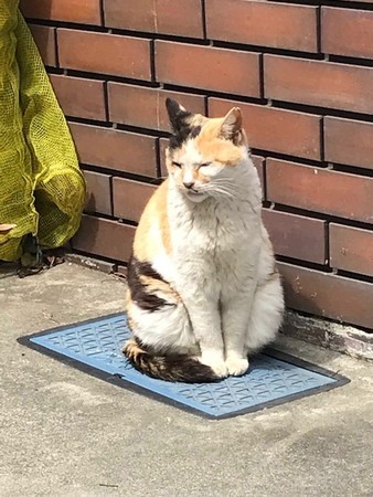 猫