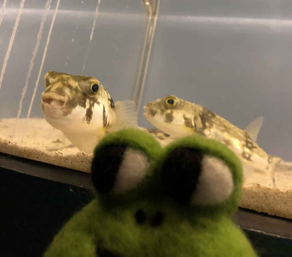 f:id:kami-3-glass:20180618174842j:plain f:id:kami-3-glass:20180618174842j:plain