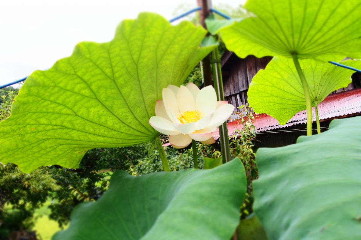 ご近所さんの蓮の花