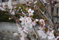 [花]桜