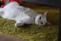 [猫][シロ]