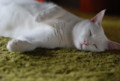 [猫][シロ]