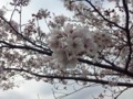 [花]桜