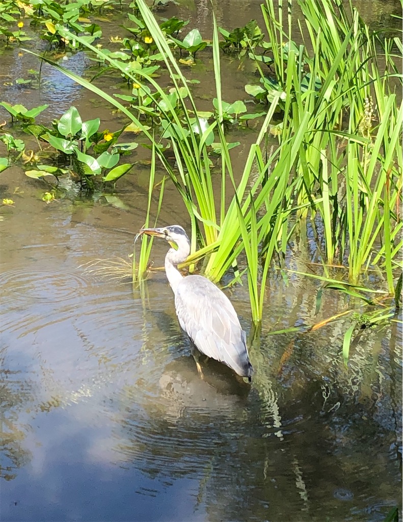 f:id:kamibutsuyoku:20200910185547j:image