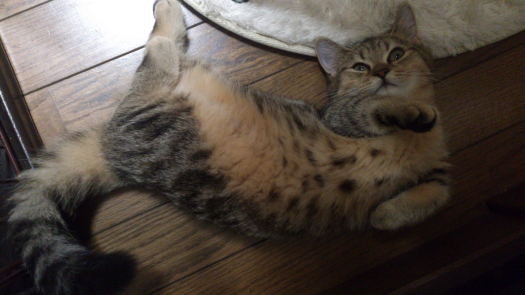 f:id:kamihiro0923:20160830003708j:plain