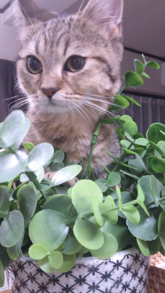 f:id:kamihiro0923:20160902185934j:plain