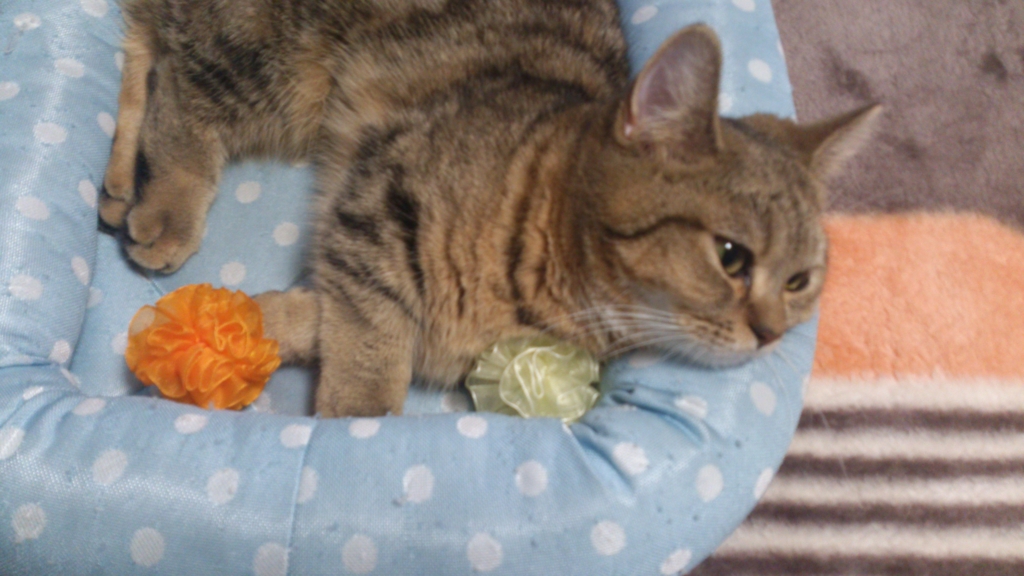 f:id:kamihiro0923:20170109152928j:plain f:id:kamihiro0923:20170109152928j:plain