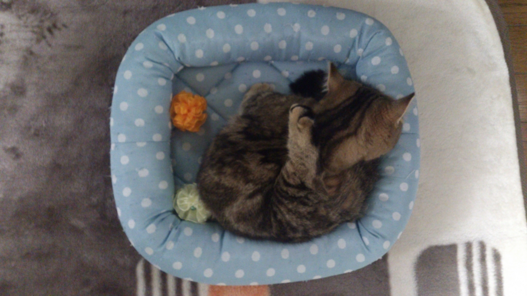 f:id:kamihiro0923:20170109154105j:plain f:id:kamihiro0923:20170109154105j:plain