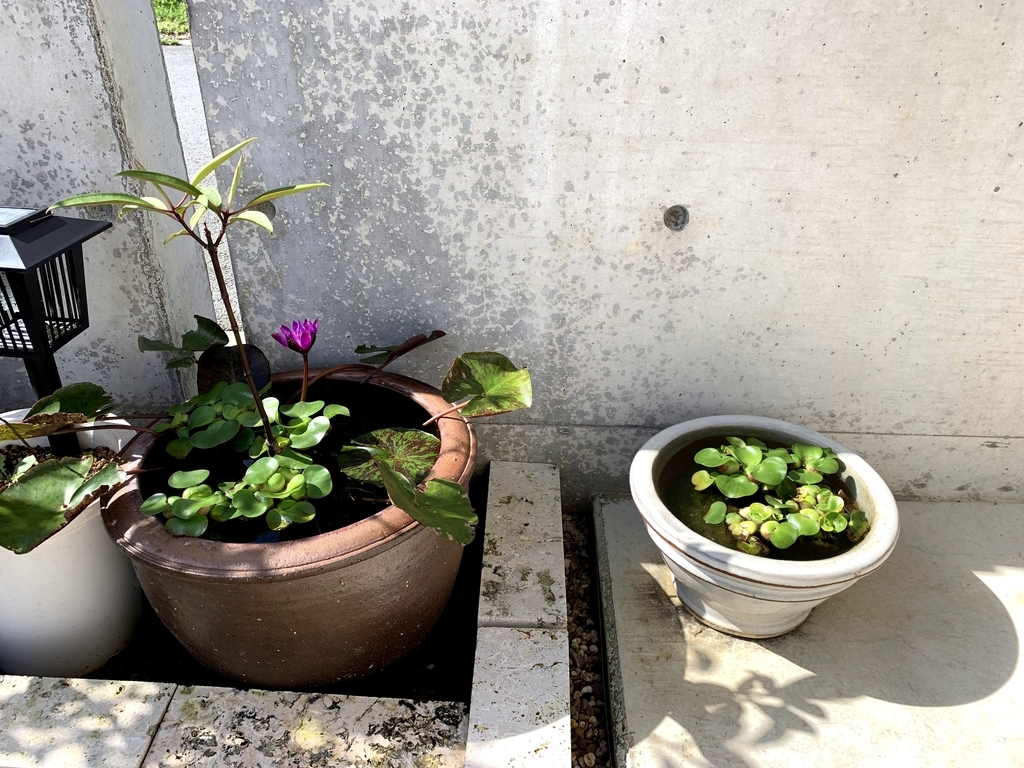 f:id:kamikamibell:20190217135352j:plain f:id:kamikamibell:20190217135352j:plain