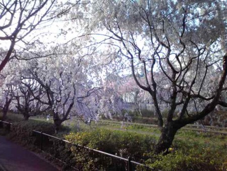 f:id:kaminaga:20120412164611j:image f:id:kaminaga:20120412164611j:image