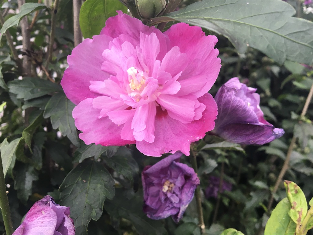 f:id:kaminashiko:20190808185319j:image