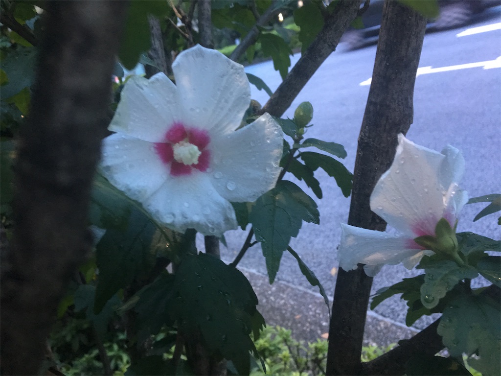 f:id:kaminashiko:20190815182651j:image