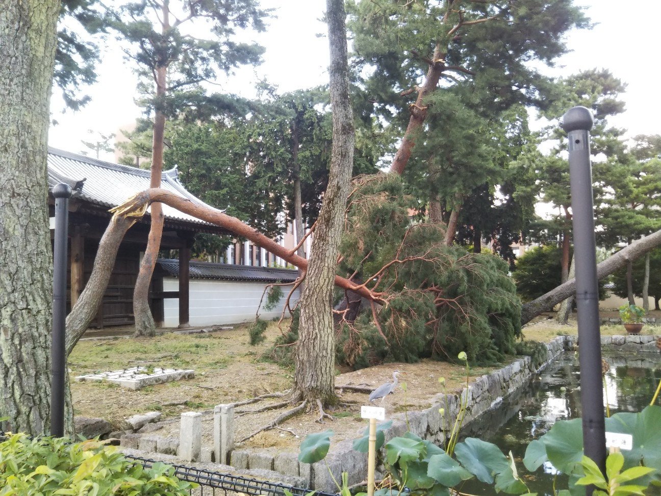 f:id:kaminavikyoto:20180908191810j:image f:id:kaminavikyoto:20180908191810j:image