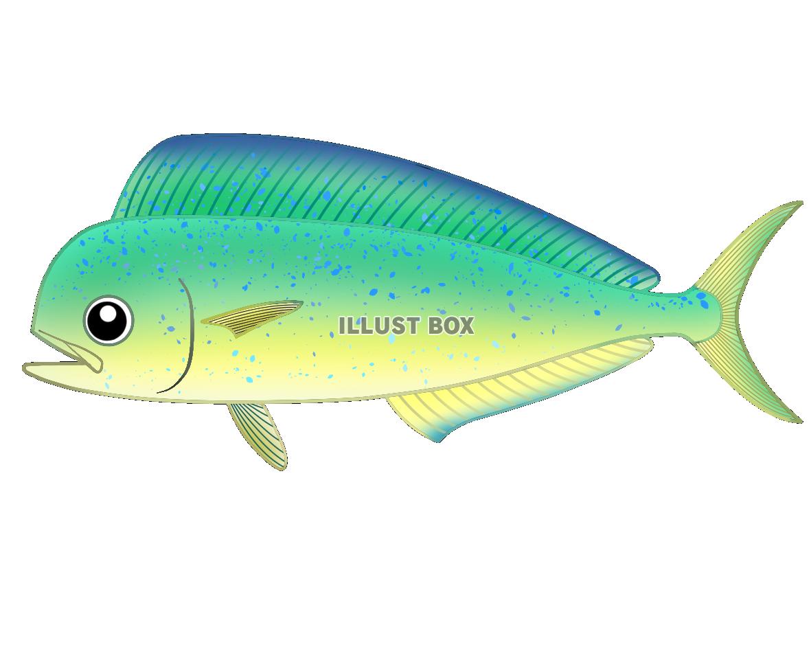 くらしを楽しむアイテム 熱帯魚 ゴールデンパンダ プラティ ２匹 北海道航空便要保温 Shipsctc Org