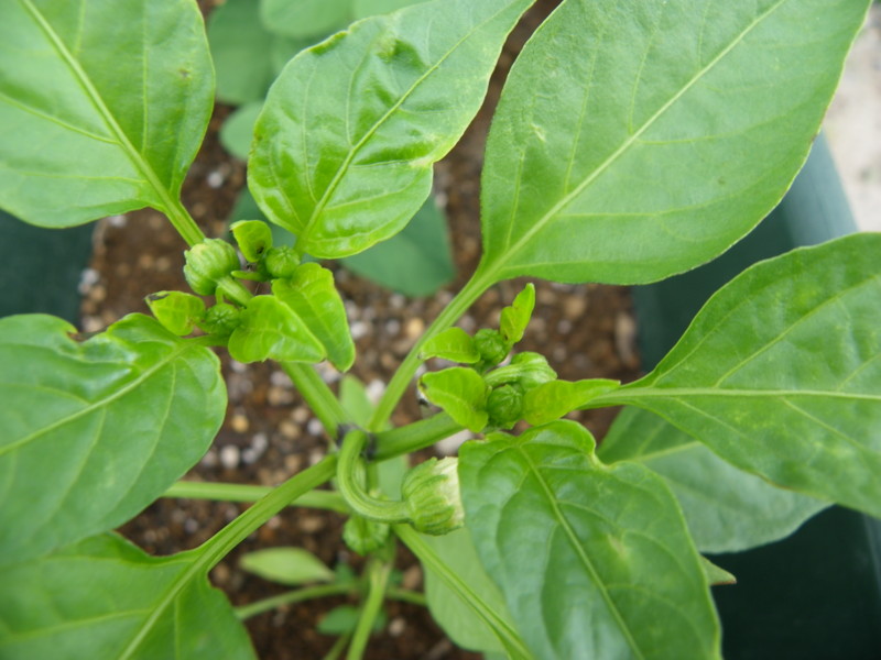 f:id:kamiseto:20090523075935j:image f:id:kamiseto:20090523075935j:image