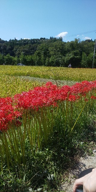 f:id:kamishioya:20201017124303j:image