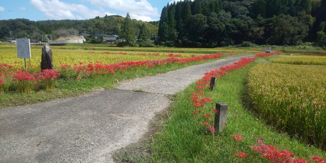 f:id:kamishioya:20201017124859j:image
