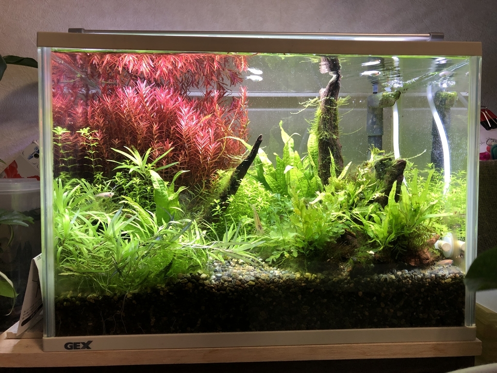 パールグラス追加でco2を強制添加に メダカと水草のミニ水槽
