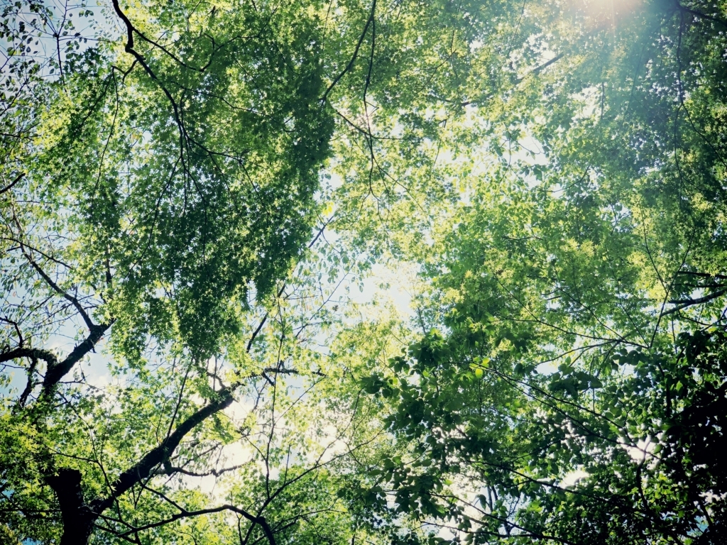 f:id:kamokamokamo:20180826150929j:plain f:id:kamokamokamo:20180826150929j:plain