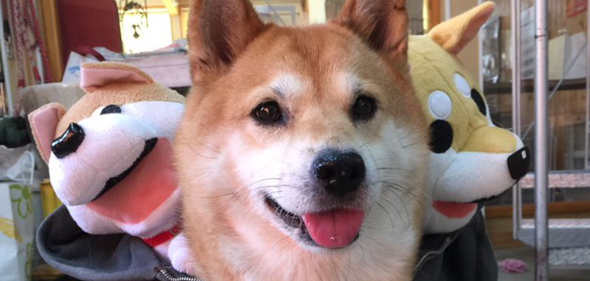 面白画像 可愛い画像 犬 ケルベロス おもしろ画像