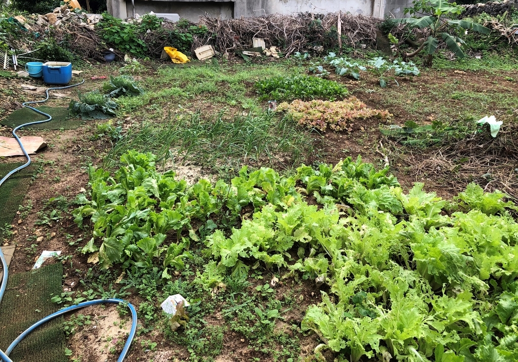 f:id:kamomehouse:20190118222622j:plain