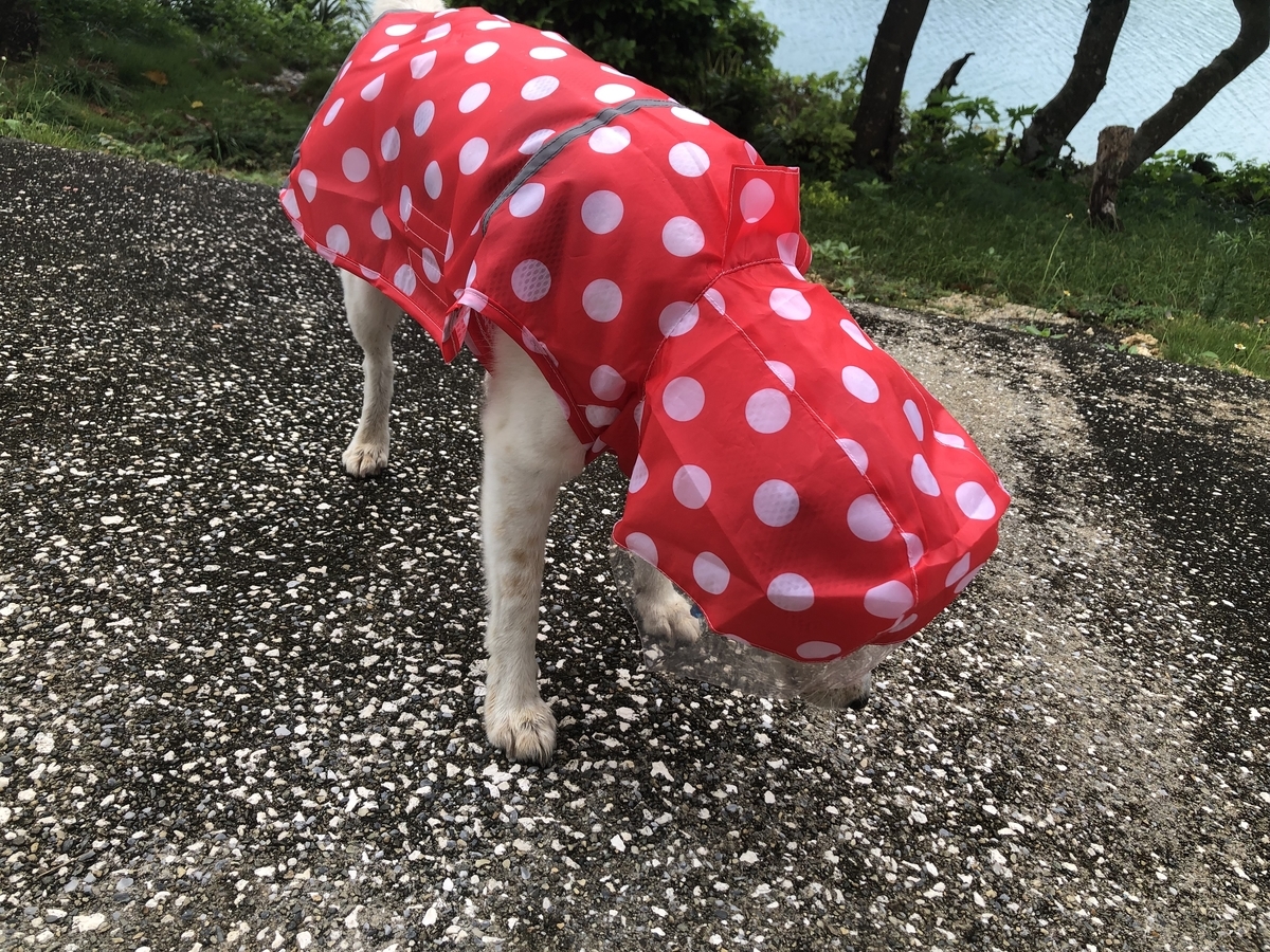 f:id:kamomehouse:20190625142320j:plain
