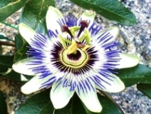 f:id:kamomesky:20130530224916j:image:w220