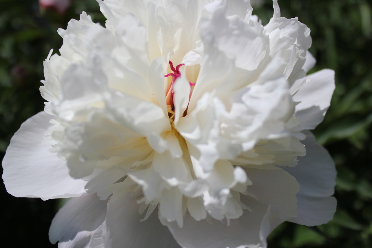 f:id:kamonji224:20200623231748j:plain f:id:kamonji224:20200623231748j:plain