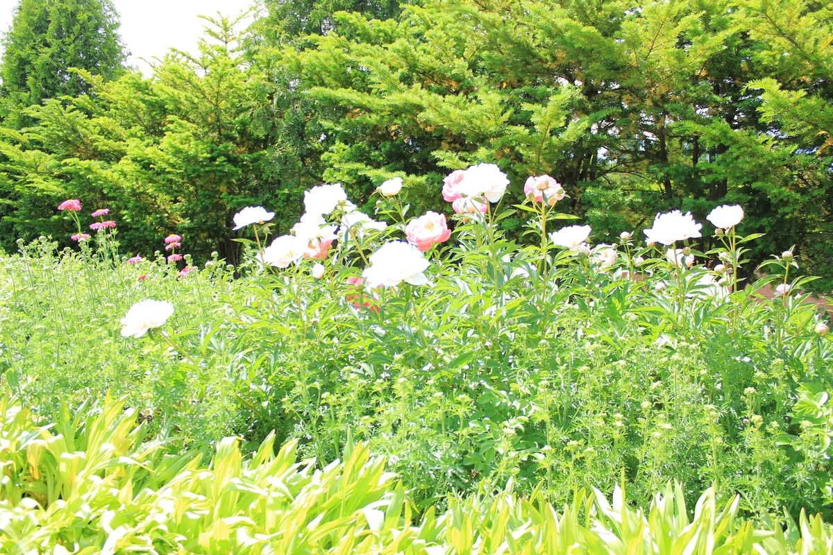 f:id:kamonji224:20200623231832j:plain f:id:kamonji224:20200623231832j:plain