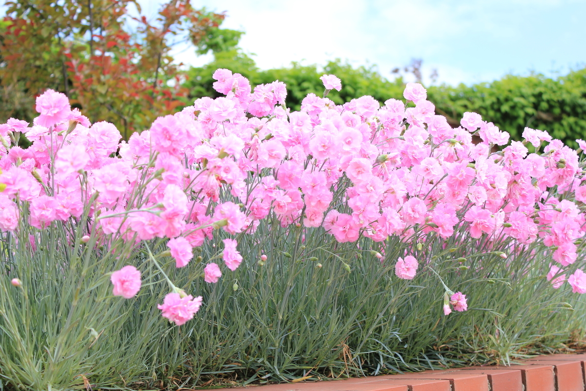 f:id:kamonji224:20200623232512j:plain f:id:kamonji224:20200623232512j:plain