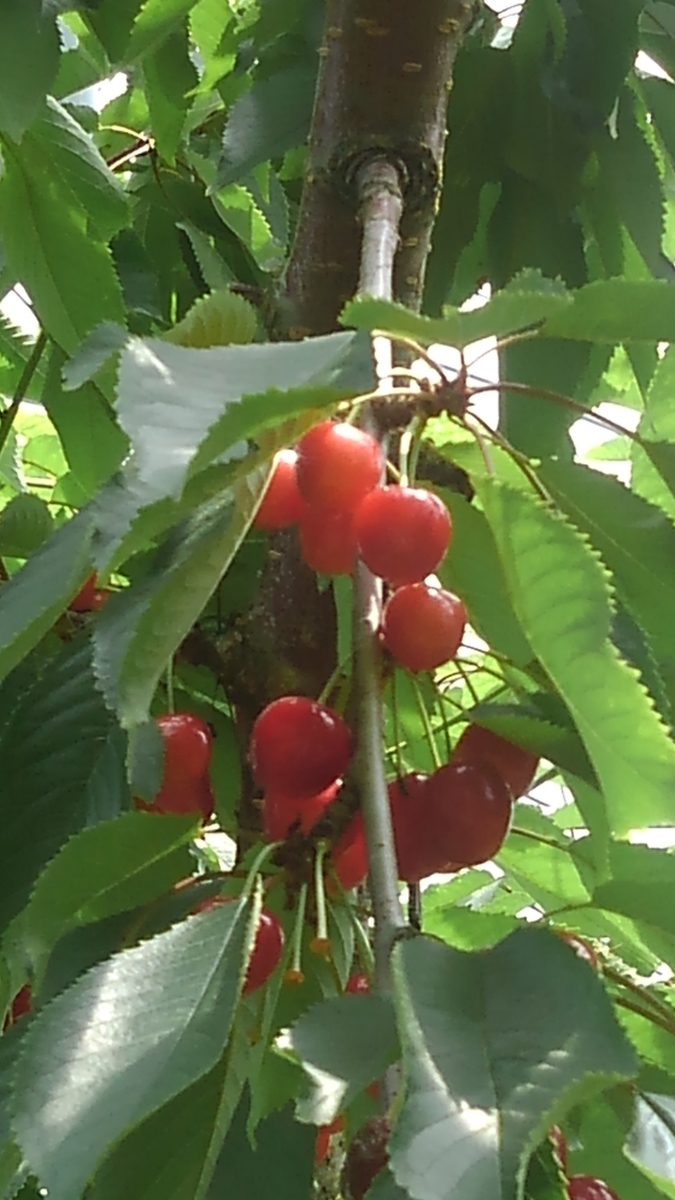 f:id:kamonji224:20200807224108j:plain f:id:kamonji224:20200807224108j:plain