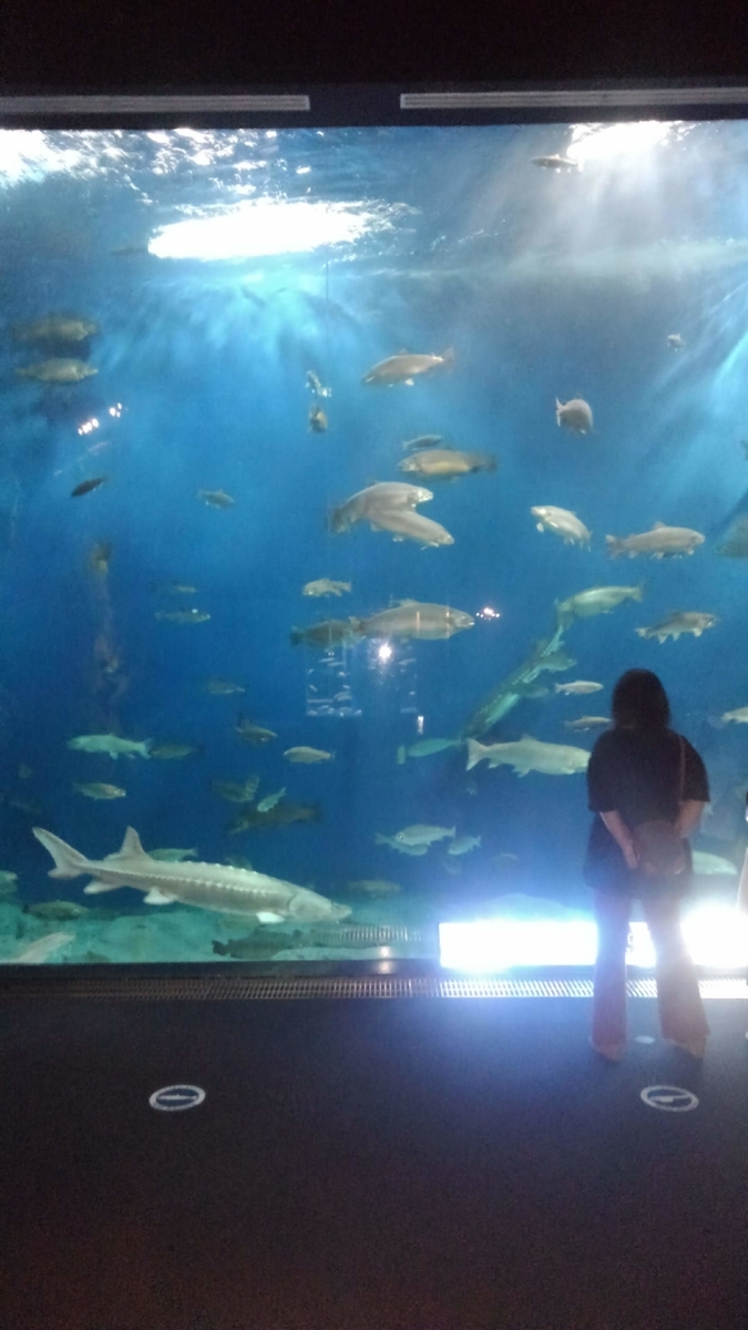 サケのふるさと千歳水族館 ― インディアン水車 ― - kamonji224の日記