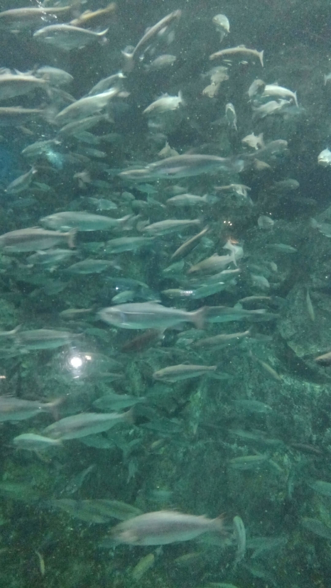 サケのふるさと千歳水族館 ― インディアン水車 ― - kamonji224の日記