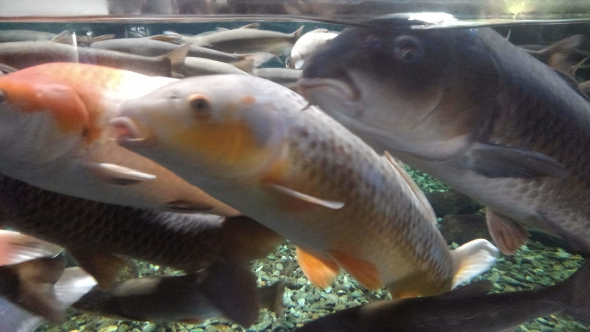 サケのふるさと千歳水族館 ― インディアン水車 ― - kamonji224の日記